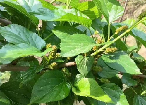 徐州方言里说的“六叶子”是什么意思?有什么来由?