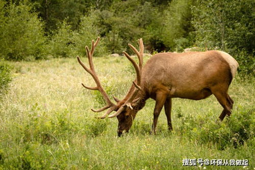 四不像形容人是什么意思