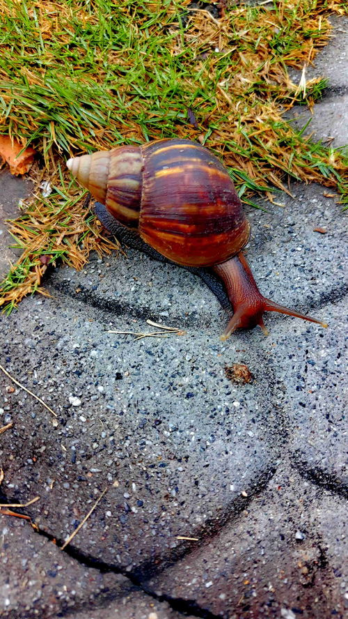 “庞然大物”是什么意思?