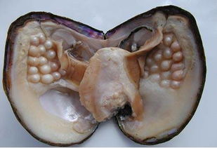 埠蚌怎么念拼音，河蚌读音bang还是beng