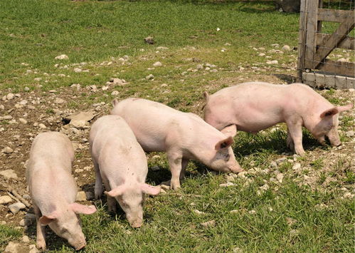 劁怎么读什么意思，鹪鹩怎么读