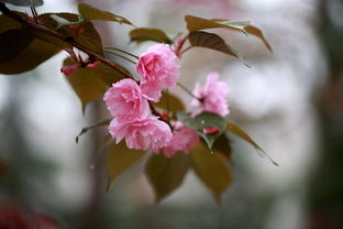 雾里看花是什么意思?