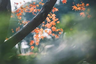 长信秋词五首(其一)
