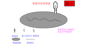侵染过程是怎么样的?