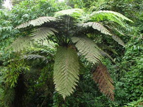 桫椤怎么读拼音