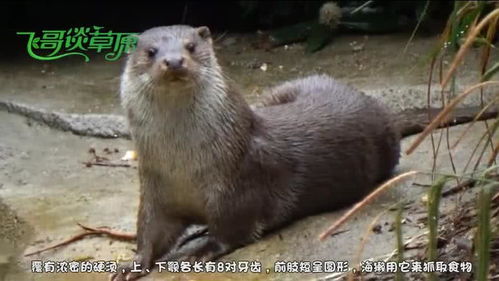 海獭怎么念