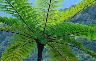 桫椤怎么读拼音