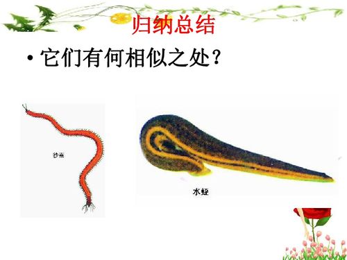 环节动物有哪些