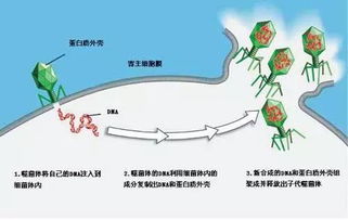 侵染是什么意思