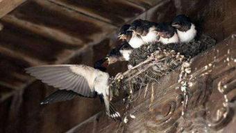 鸟巢的正确拼音