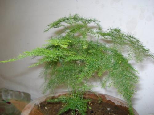 云松的养殖方法和注意事项有哪些