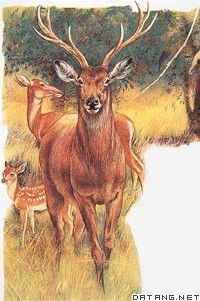 赤鹿枸橼酸西地那非片效果怎么样，赤鹿图片