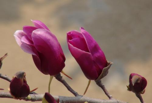 来年开春是什么意思，开春是什么意思网络