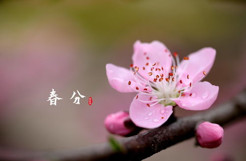 盛开的近义词是什么