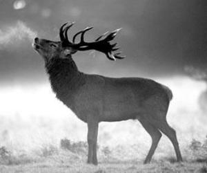 猎人荒野的召唤赤鹿狩猎攻略