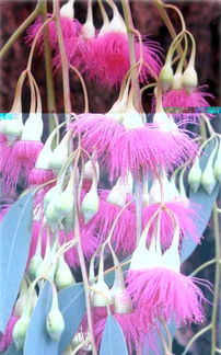 妙哉是什么意思