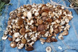 香蕈的读音是什么意思，香蕈松茸菌的功效与作用及食用方法