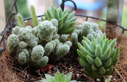 多肉植物白鸟怎么养