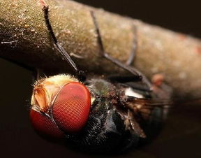 单眼和复眼是什么意思，昆虫有复眼是什么意思