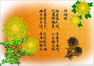 菊花的诗句古诗