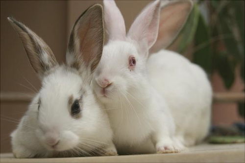 兔子尾巴歇后语下一句