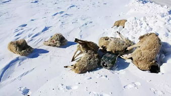 白灾和黑灾是什么意思，白灾对畜牧业的影响