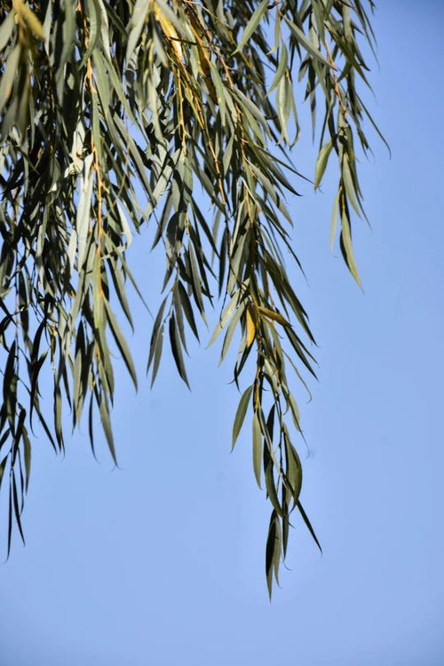 弱柳扶风是褒义还是贬义，弱柳扶风近义词