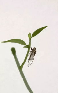 不赞一词的意思解释，不赞一词的意思及造句