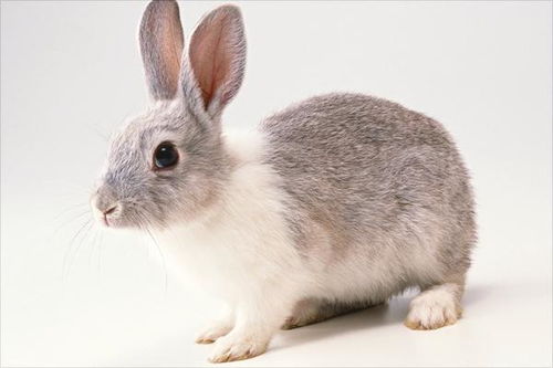 兔子尾巴的歇后语是什么