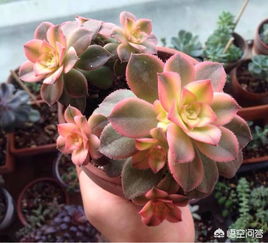 白鸟多肉小球能繁殖吗，白鸟多肉植物