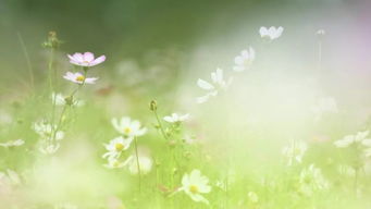 恬淡虚无，恬淡虚无,精神内守