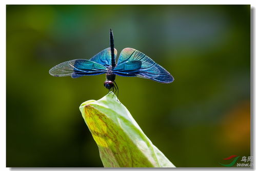 蜓的组词，蜓的组词2个字