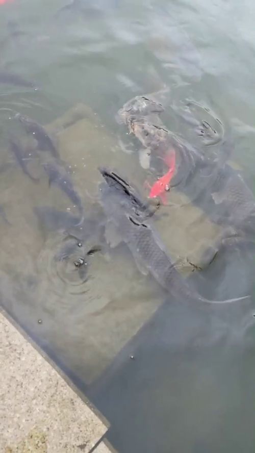 鱼儿离不开水,所以水是影响鱼类生活的生物因素.___(判断对错)_百度知