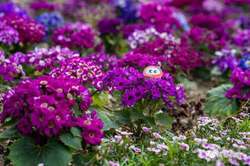 不与群芳争艳的意思，群芳争艳的意思是什么意思