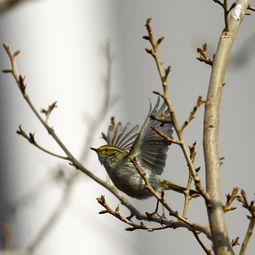 莺歌燕舞的意思是什么 莺歌燕舞造句 近义词反义词