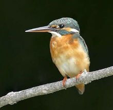 佛法僧目有哪些鸟类，佛法僧目为什么叫这个名字