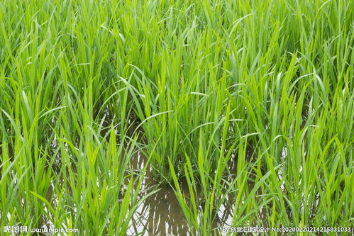 郁郁葱葱的意思是什么 标准答案，郁郁葱葱的意思是什么并造句