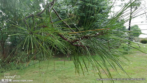 郁郁葱葱是什么意思