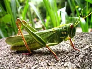 蚂蚱的拼音是几声，蚂蚁的拼音