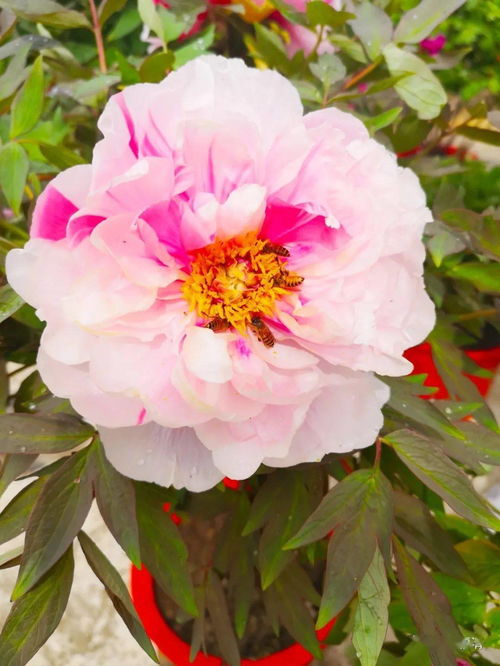 群芳争艳的成语解释及意思