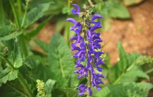 鼠尾草是什么植物及功效和作用