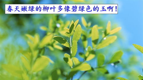 堤的拼音怎么读