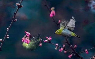 莺歌燕语的意思，到处莺歌燕舞的意思