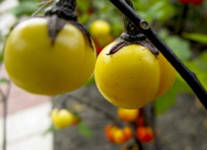 瓜熟蒂落的意思