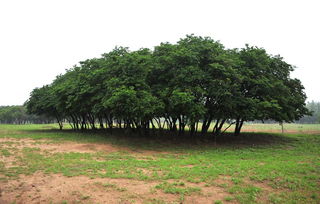 小叶白蜡树图片大全，小叶白蜡什么科什么属