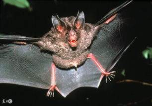 翼手目——蝙蝠有什么生活习性?