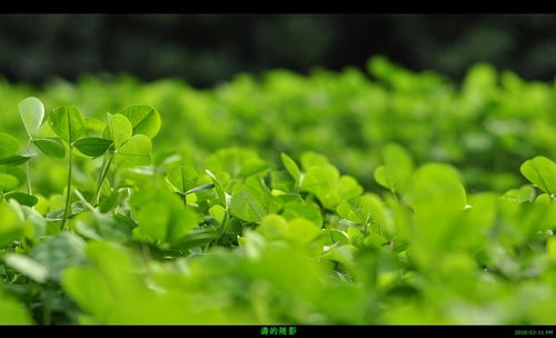 春绿诗句，春绿江南二胡曲谱