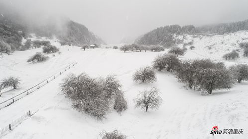 白雪白雪皑皑的拼音