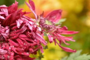 形容菊花的词语 4个字，形容菊花的词语和句子