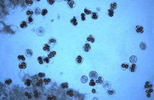 孢怎么读音是什么